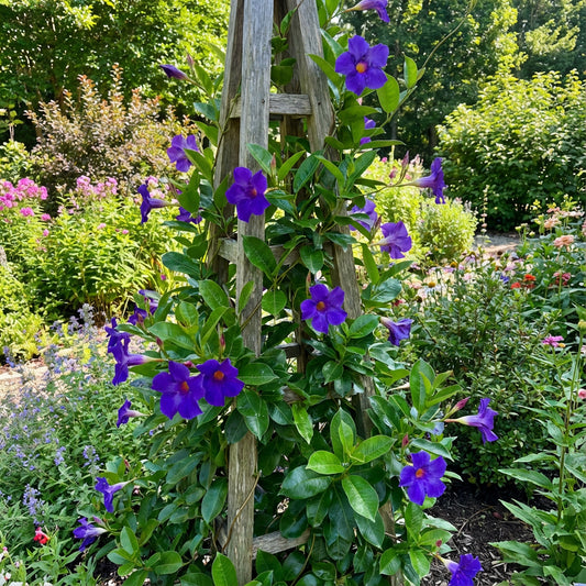 Blue Climbing Vine Seeds - Mandevilla Sanderi for Planting