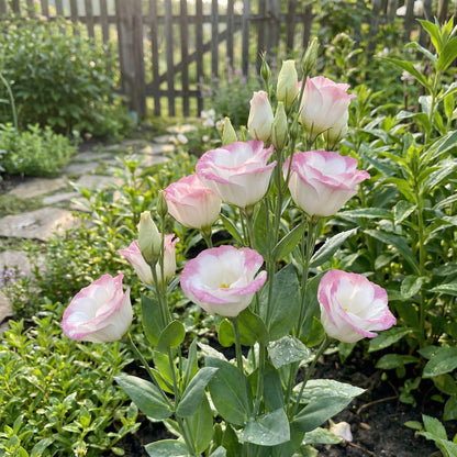 Eustoma Flower Seeds for Planting - Elegant White and Pink Blooms for Your Garden