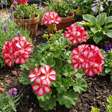 Geranium Flower Seeds for Planting  Red & White Blooms for Your Garden