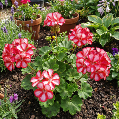 Geranium Flower Seeds for Planting  Red & White Blooms for Your Garden