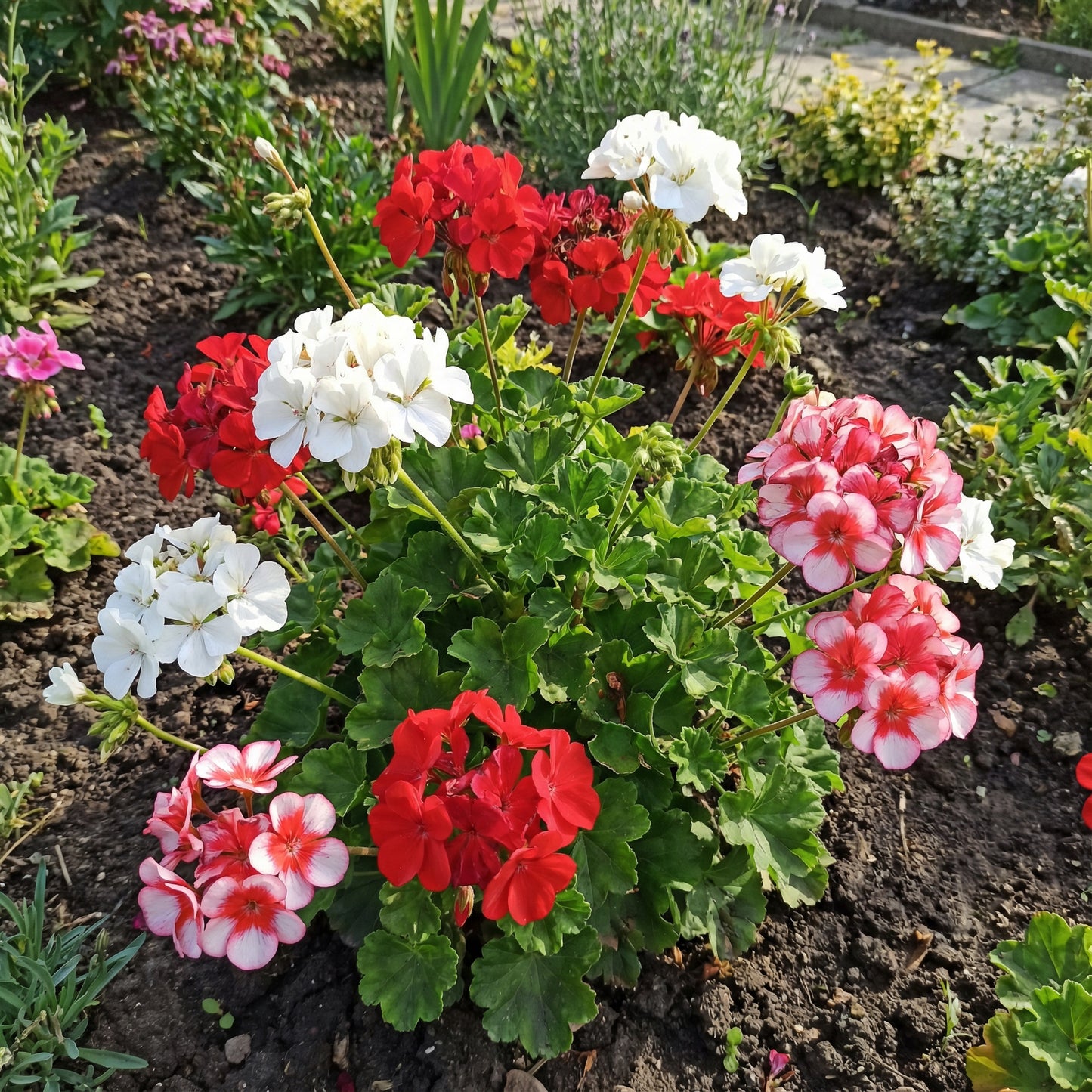 Geranium Flower Seeds for Planting  Red & White Blooms for Your Garden