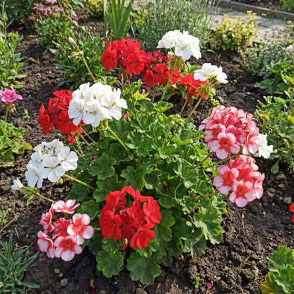 Geranium Flower Seeds for Planting  Red & White Blooms for Your Garden