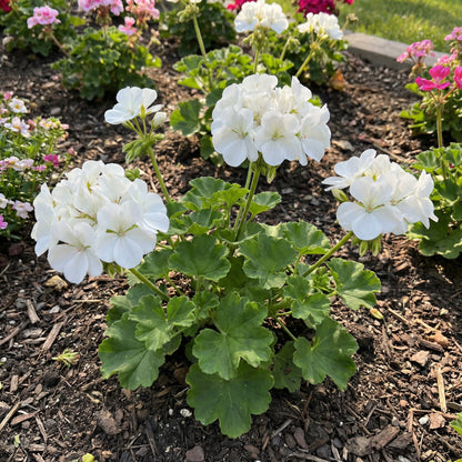 White Geranium Flower Seeds for Planting | Easy-to-Grow Annual Flower Seeds