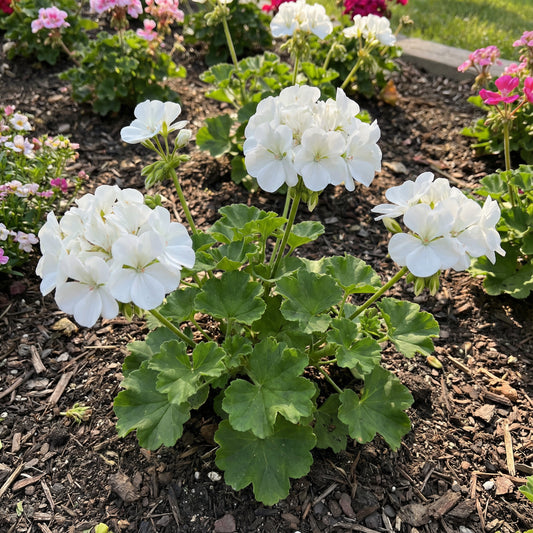 White Geranium Flower Seeds for Planting | Easy-to-Grow Annual Flower Seeds