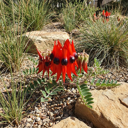 Sturt's Red Flower Seeds for Planting - Vibrant Blooms for Your Garden