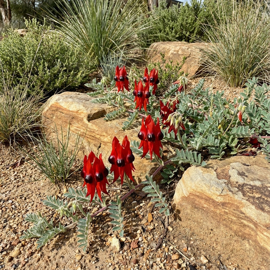 Sturt's Red Flower Seeds for Planting - Vibrant Blooms for Your Garden