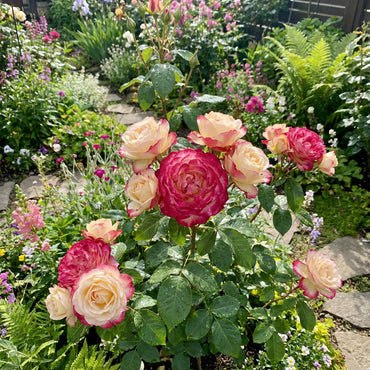 Bicolor Flower Seeds for Planting