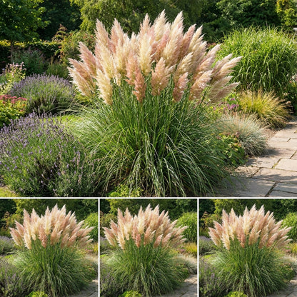 Pampas Mix Flower Planting Seeds - Vibrant Blends for Stunning Gardens