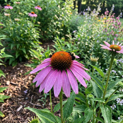 Garden Perennial Flower Seeds for Planting - Beautiful Year-Round Garden Blooms