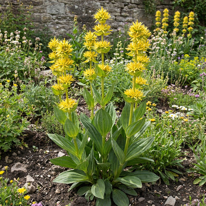 Yellow Gentian Flower Seeds for Planting - Vibrant Perennial Blooms for Your Garden
