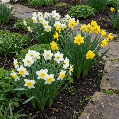 Daffodil Flower Seeds for Planting  Vibrant White and Yellow Blooms
