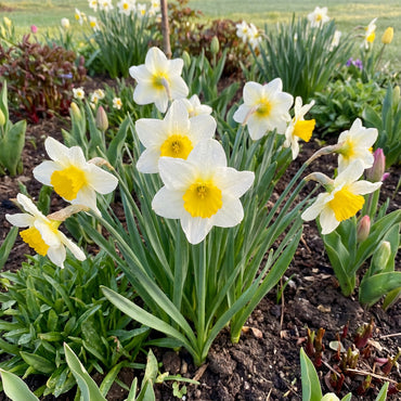 Daffodil Flower Seeds for Planting  Vibrant White and Yellow Blooms