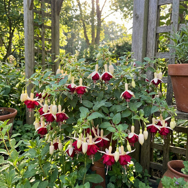 Double Petals Fuchsia Seeds for Planting | Cream Red Flower Seeds for Vibrant Gardens