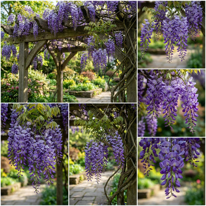 Wisteria Violet Flower Seeds for Planting  Seed for Beautifully Cascading Blooms in Your Garden