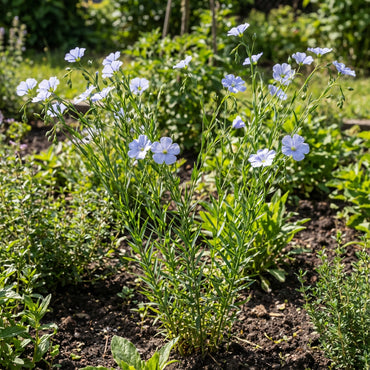 Blue Usitatissimum Flower Seeds  Quality Seeds for Planting Stunning Blooms