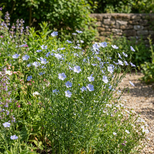 Blue Usitatissimum Flower Seeds  Quality Seeds for Planting Stunning Blooms