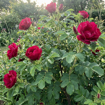 Rugosa Rose Red Flower Seeds for Planting  Vibrant Blooms for Your Garden