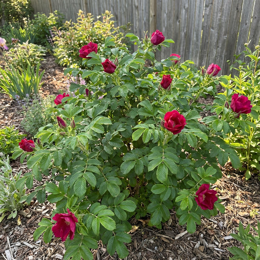 Rugosa Rose Red Flower Seeds for Planting  Vibrant Blooms for Your Garden