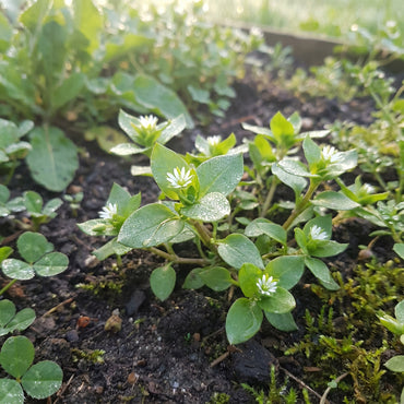 Chickweed Flower Planting Seeds  Perfect for Easy Gardening