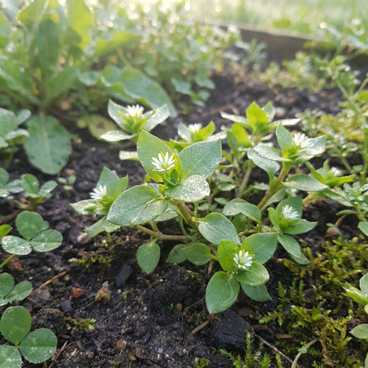 Chickweed Flower Planting Seeds  Perfect for Easy Gardening