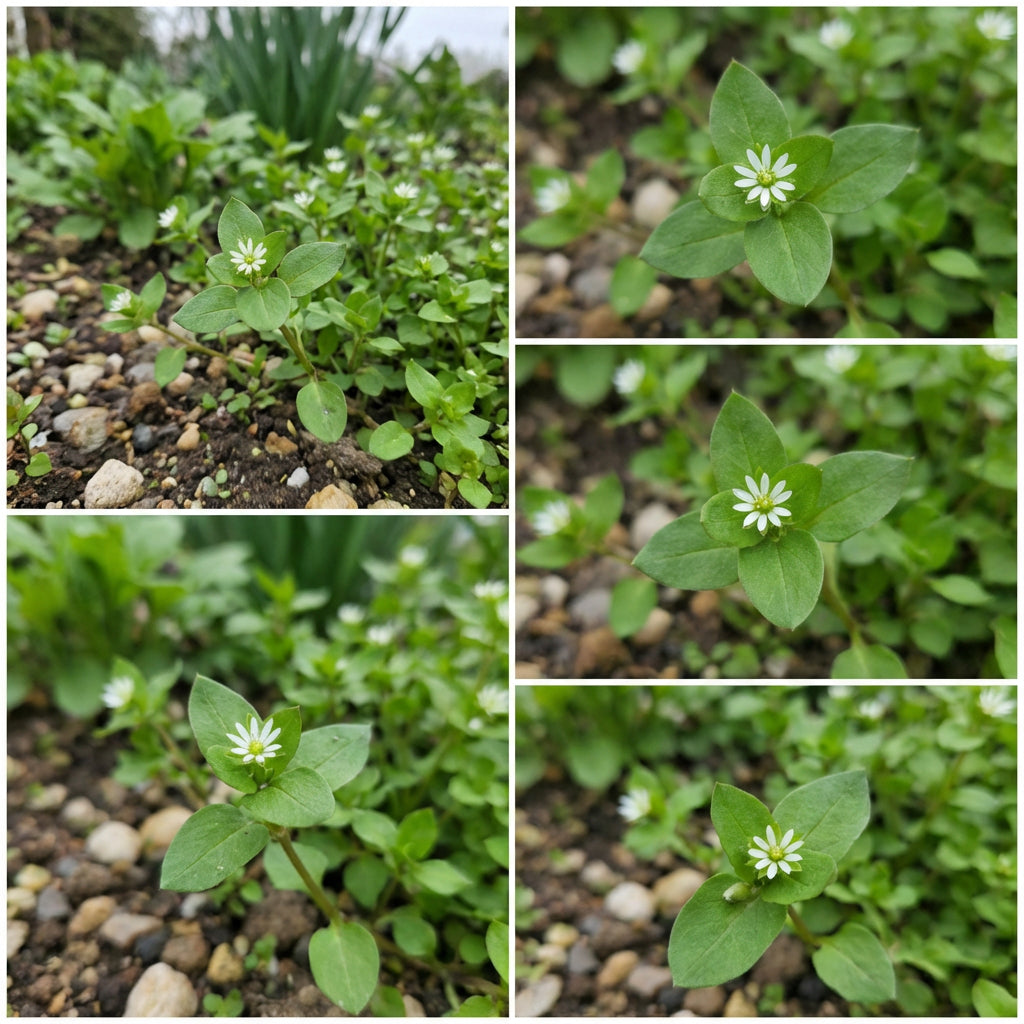 Chickweed Flower Planting Seeds  Perfect for Easy Gardening
