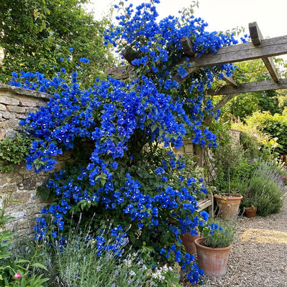 Blue Spectabilis Flower Seeds for Planting  Vibrant Blooms for Your Garden