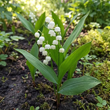 Valley Flower White Planting Seeds: Premium Seeds