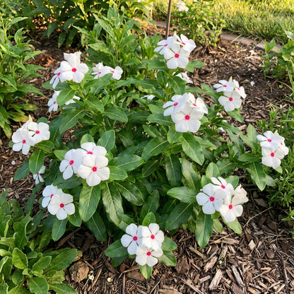 Vinca White Polka Dot Flower Seeds for Planting  Unique Annuals for Your Garden
