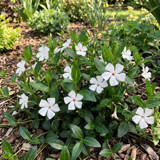 Vinca White Polka Dot Flower Seeds for Planting  Unique Annuals for Your Garden