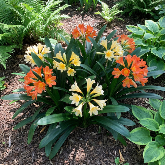 Lily Mix Clivia Flower Seeds for Planting - Colorful and Hardy Blooms