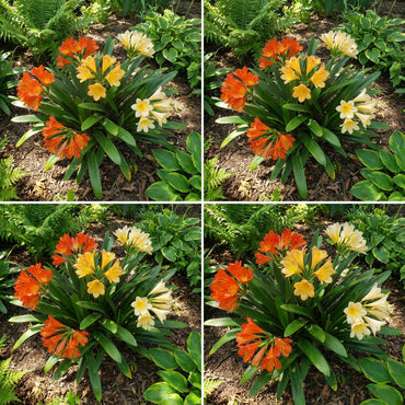Lily Mix Clivia Flower Seeds for Planting - Colorful and Hardy Blooms