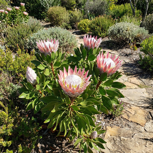 Protea Flower Planting Seeds for Vibrant Gardens