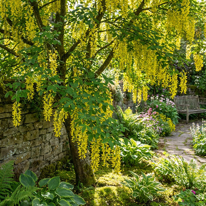 Golden Chain Flower Seeds for Planting  Elegant Garden Blooms