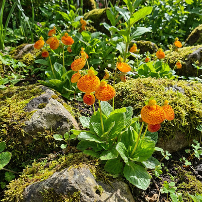 Calceolaria Uniflora Flower Seeds for Planting  Unique and Vibrant Blooms