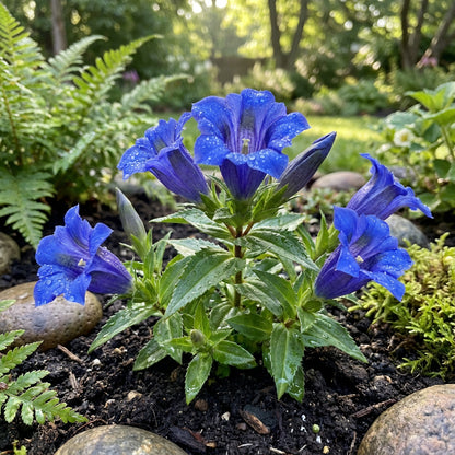 Gentiana Scabra Seeds for Planting - Beautiful Blue Flower Seeds