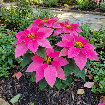 Poinsettia Seeds for Planting  Festive Holiday Flowers