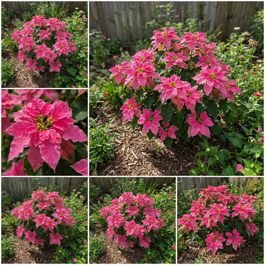Poinsettia Seeds for Planting  Festive Holiday Flowers