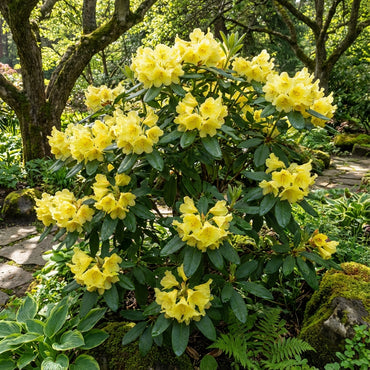 Rhododendron Yellow Flower Seeds - Perfect for Planting in Your Garden