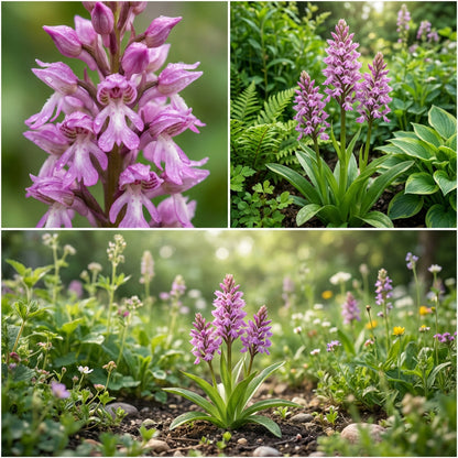 Naked Man Orchid Seeds for Planting - Unique Flowering Plant Seeds