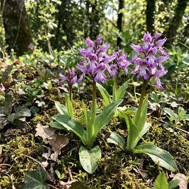 Naked Man Orchid Seeds for Planting - Unique Flowering Plant Seeds