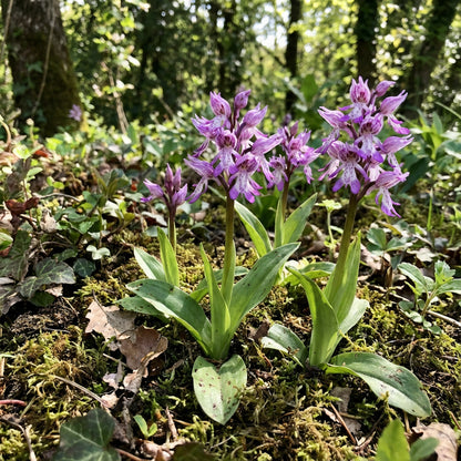 Naked Man Orchid Seeds for Planting - Unique Flowering Plant Seeds
