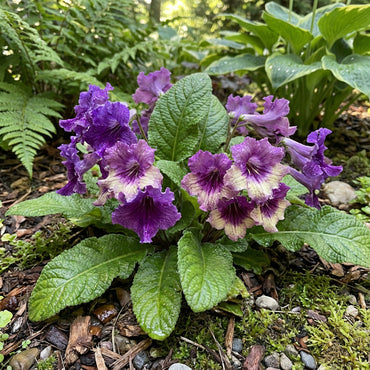 Cape Primrose Seeds for Planting  Vibrant Flower Seeds for Your Garden