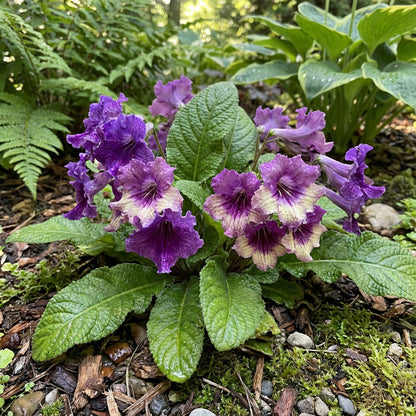 Cape Primrose Seeds for Planting  Vibrant Flower Seeds for Your Garden