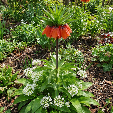 Crown Imperial Flower Seeds - Planting Seeds for Stunning Bell-Shaped Blooms