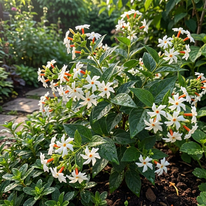 Coral Jasmine Flower Planting Seeds for Vibrant Garden Blooms
