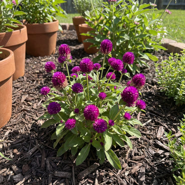 Gnome Series Gomphrena Seeds for Planting