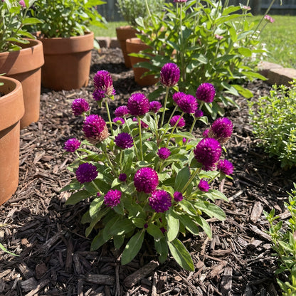 Gnome Series Gomphrena Seeds for Planting