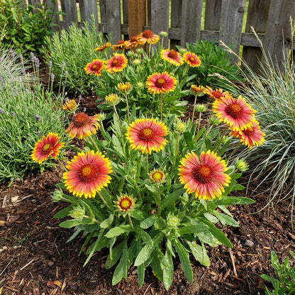 Blanket Flower Gaillardia Seeds for Easy Planting