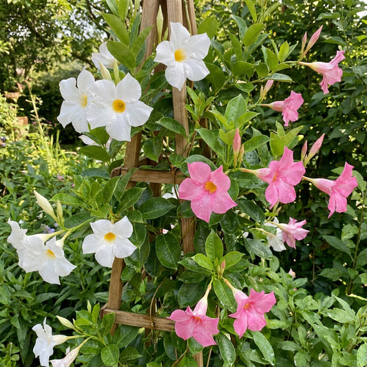 Sanderi Flower Planting Seeds Pink White