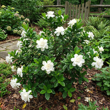 Gardenia Flower Seeds for Planting  Beautiful Fragrant Blooms